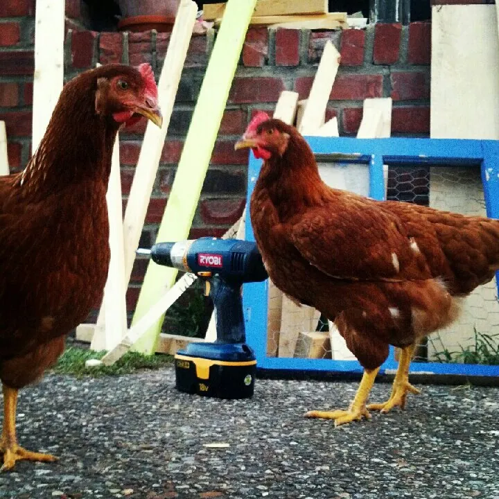 chickens